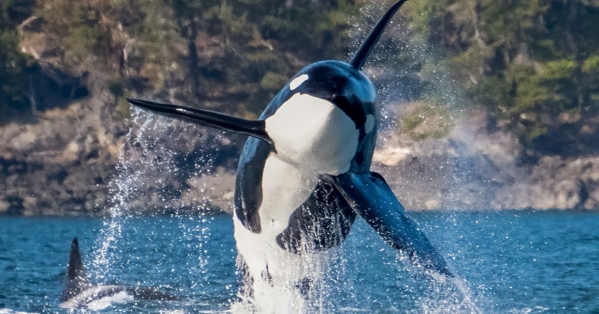 PNW orcas won’t get separate species designation | The Seattle Times