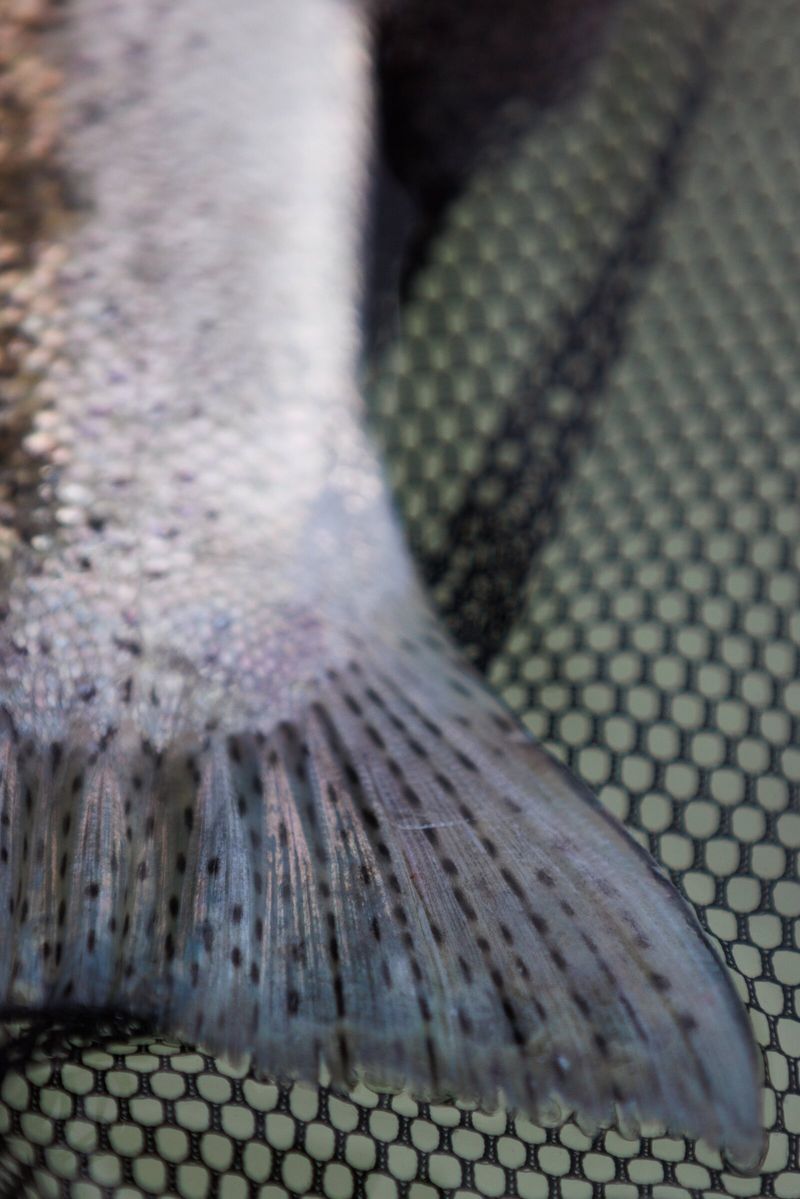 In Pacific Northwest, steelhead risk extinction nearly everywhere | The ...