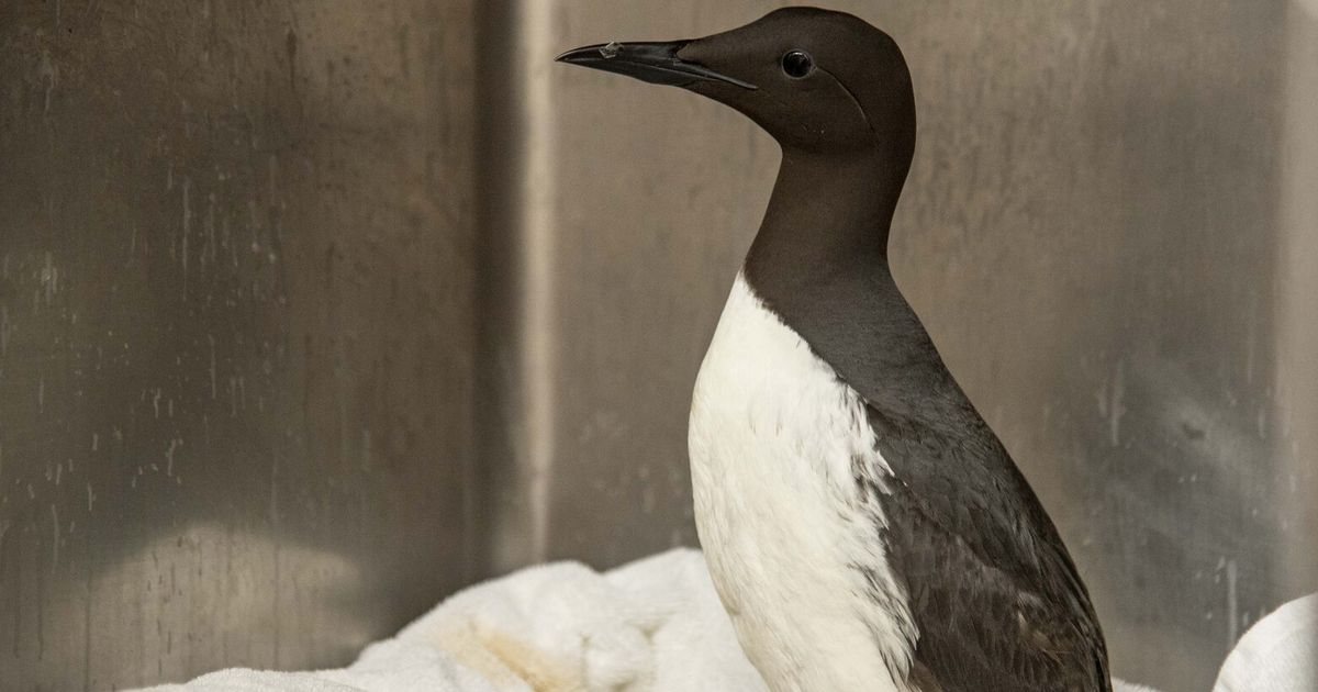 At an Oregon wildlife centers, birds treated after mystery tar-like pollution