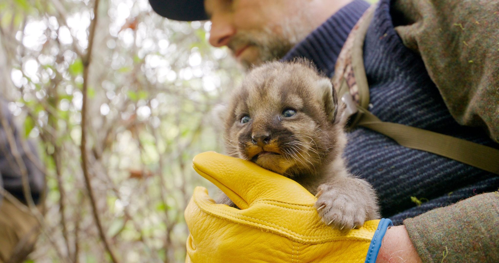 Proposed WA cougar-hunting regulations are good science; support them | The  Seattle Times