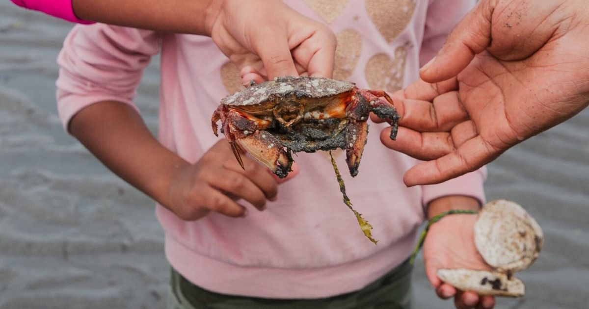 Help search for invasive crab during the Salish Sea-wide Molt Blitz