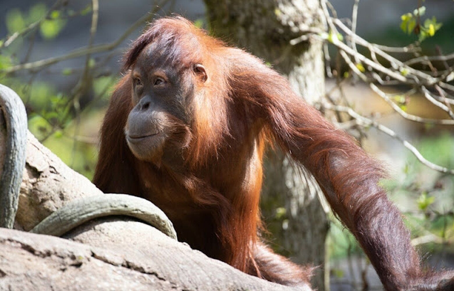 06182024_Orangutans_tzr_075405