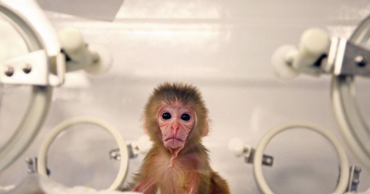 UW primate research lab director dismissed amid a halt in monkey ...