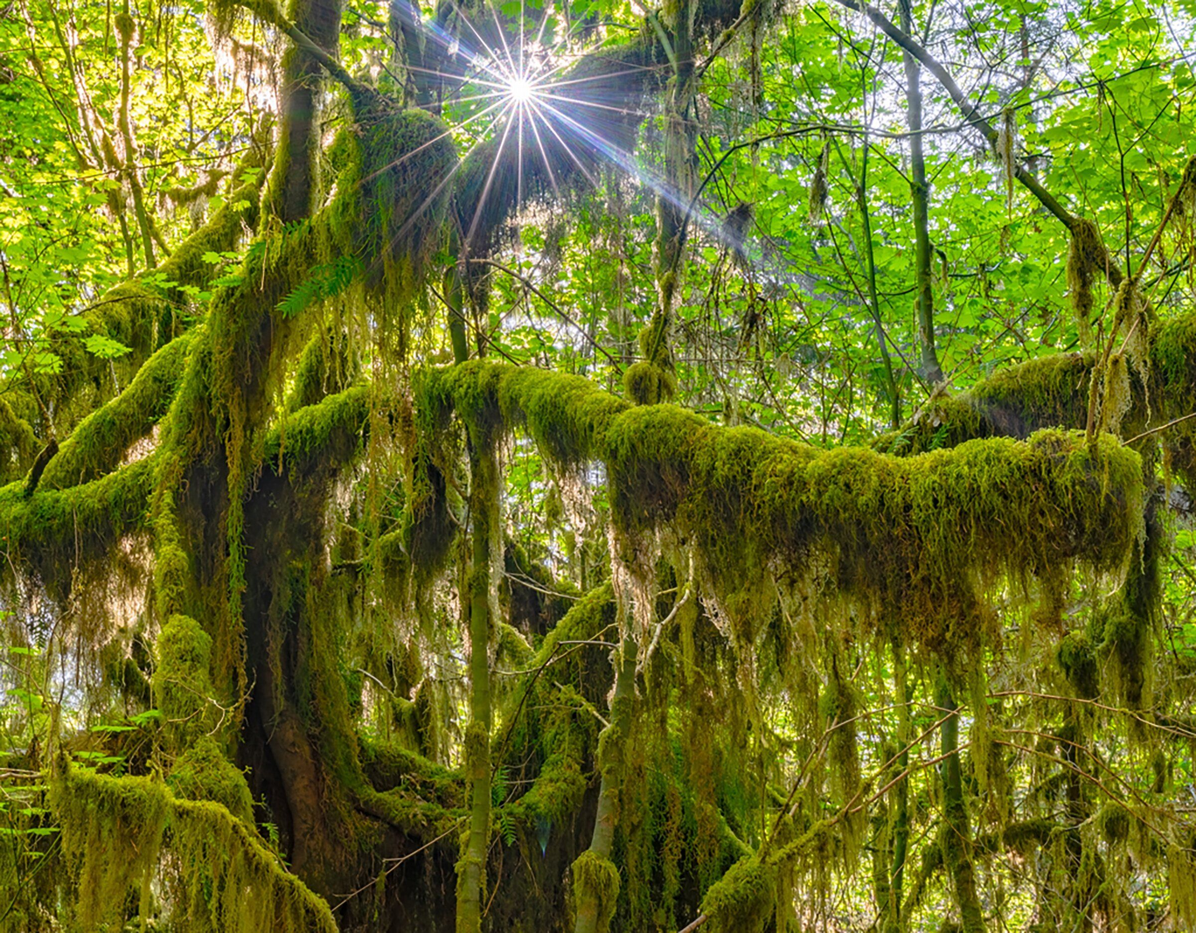 その他 Living Landscapes: Olympic Rainforest [Blu-ray] Living Landscapes: Earthscapes - Olympic Rainforest [Blu-ray