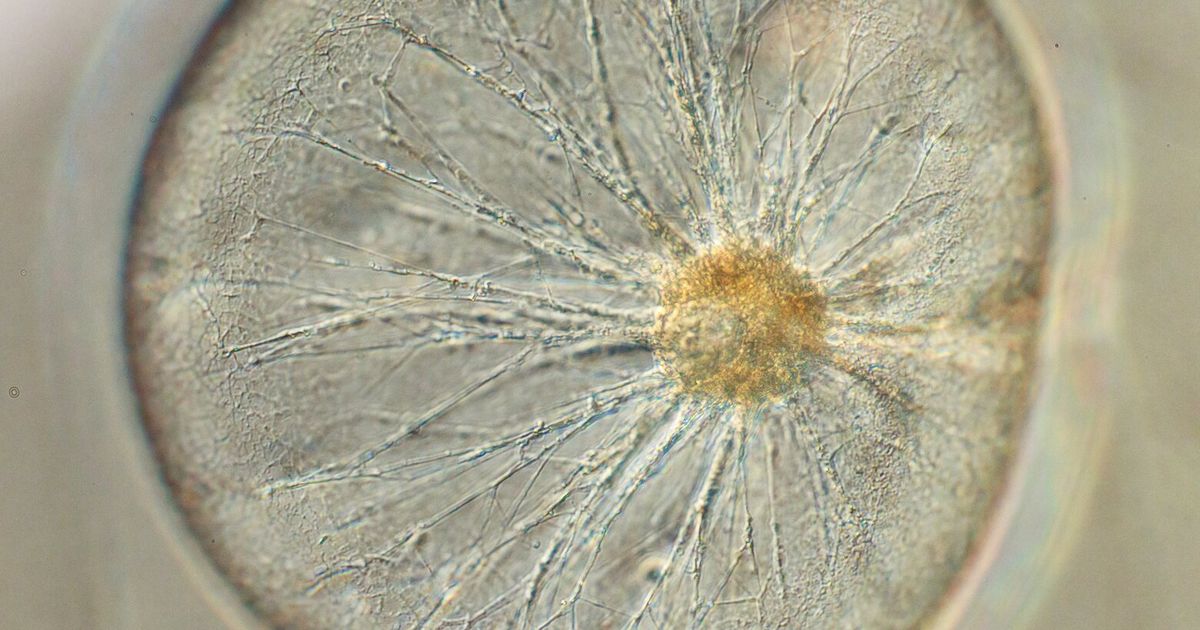 What the smallest organisms living in Puget Sound can tell us