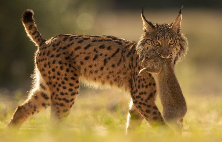 An Iberian lynx walks with a rabbit in its mouth after having captured it in the surroundings of the Doñana National Park, in Aznalcazar, Spain on Thursday, April 5, 2019. Things are looking up for the Iberian lynx. Just over two decades ago, the pointy-eared wild cat was on the brink of extinction, but as of Thursday, June 20, 2024, the International Union for Conservation of Nature says it’s no longer an endangered species. (AP Photo/Antonio Pizarro) EM112 EM112