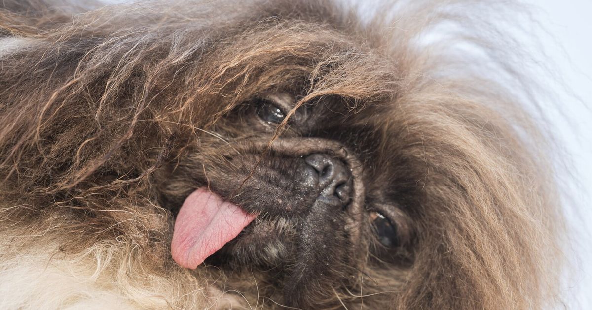 Oregon Pekingese Wins Title of World’s Ugliest Dog