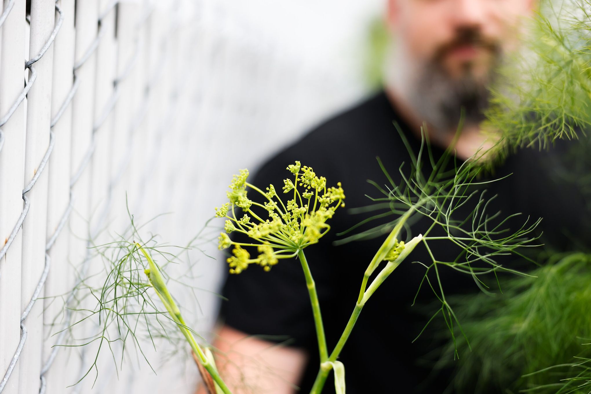 Seattle restaurant grows its own fennel for this sausage ragu recipe | The  Seattle Times