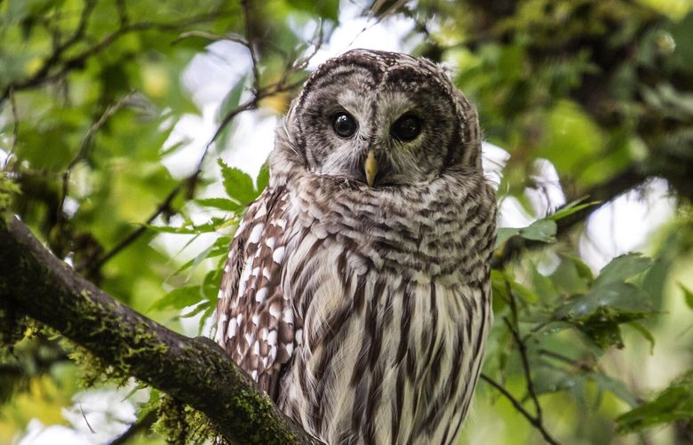 Monday, Sept. 16, 2019    Lines Only   LO    A Barred Owl sits on a tree above the pond at the Woodland Garden in the Washington Park Arboretum looking for prey.  Known also by the name, Hoot Owl, Barred Owl’s are native to the northern east coast but have expanded there territory to the west coast including Washington State.  211501