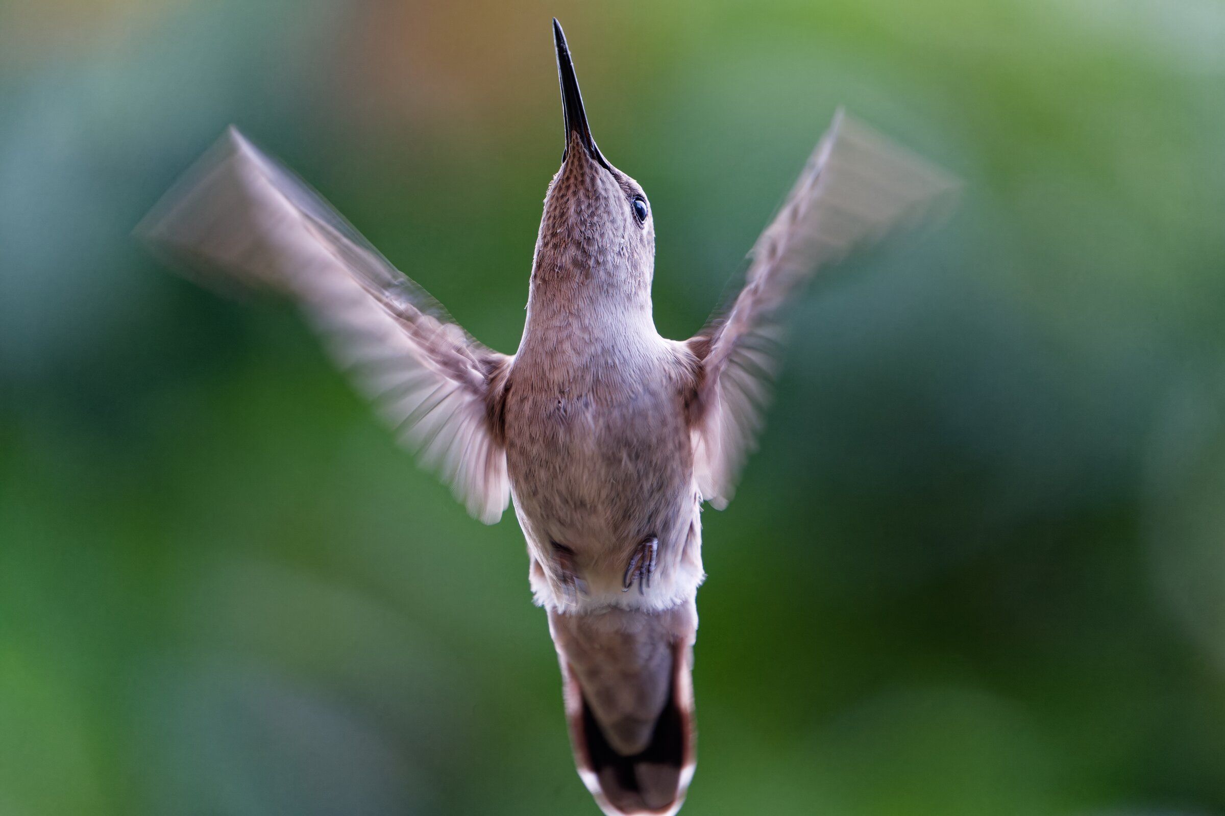 A flapping hummingbird appears to strike a pose — and what a