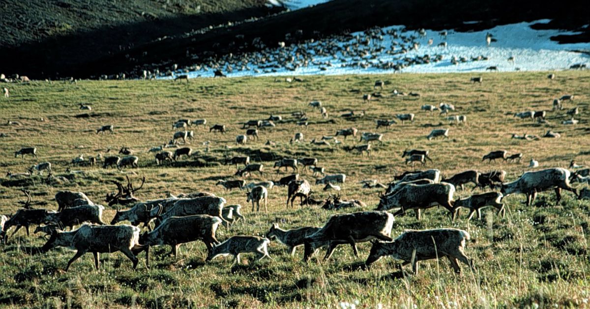 Alaska kills over 80 bears in second-year effort to boost caribou