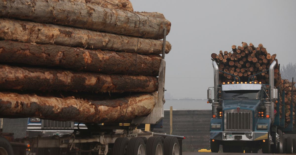 Plans for an ailing Oregon forest include logging; environmentalists object