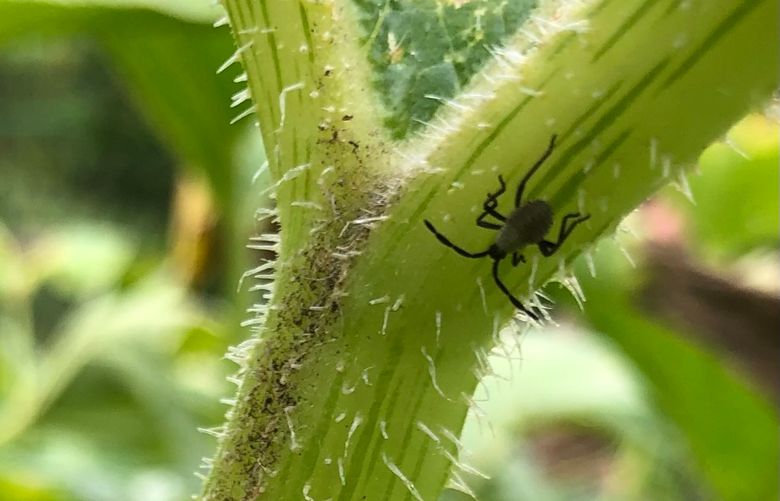Squash bugs are typically dark brown or gray in color. As the name suggests, these insects attack squash and pumpkins, but they can also go after other plants in the cucurbit family, such as cucumbers. (Courtesy of Matthew Kasson)