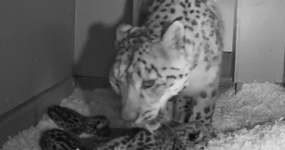 Seattle’s Woodland Park Zoo welcomes 3 new snow leopard cubs | The