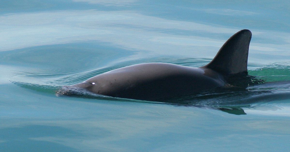 Mexico expedition sights only 6 to 8 vaquita porpoises, the most endangered marine mammal