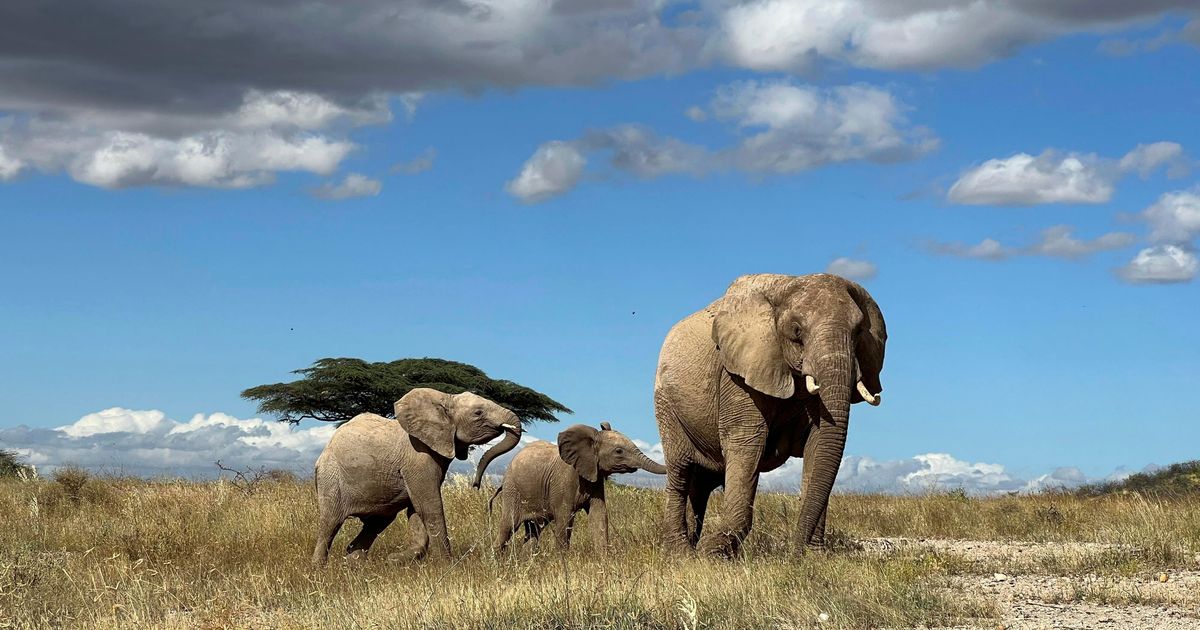 African elephants call each other by unique names, new study shows