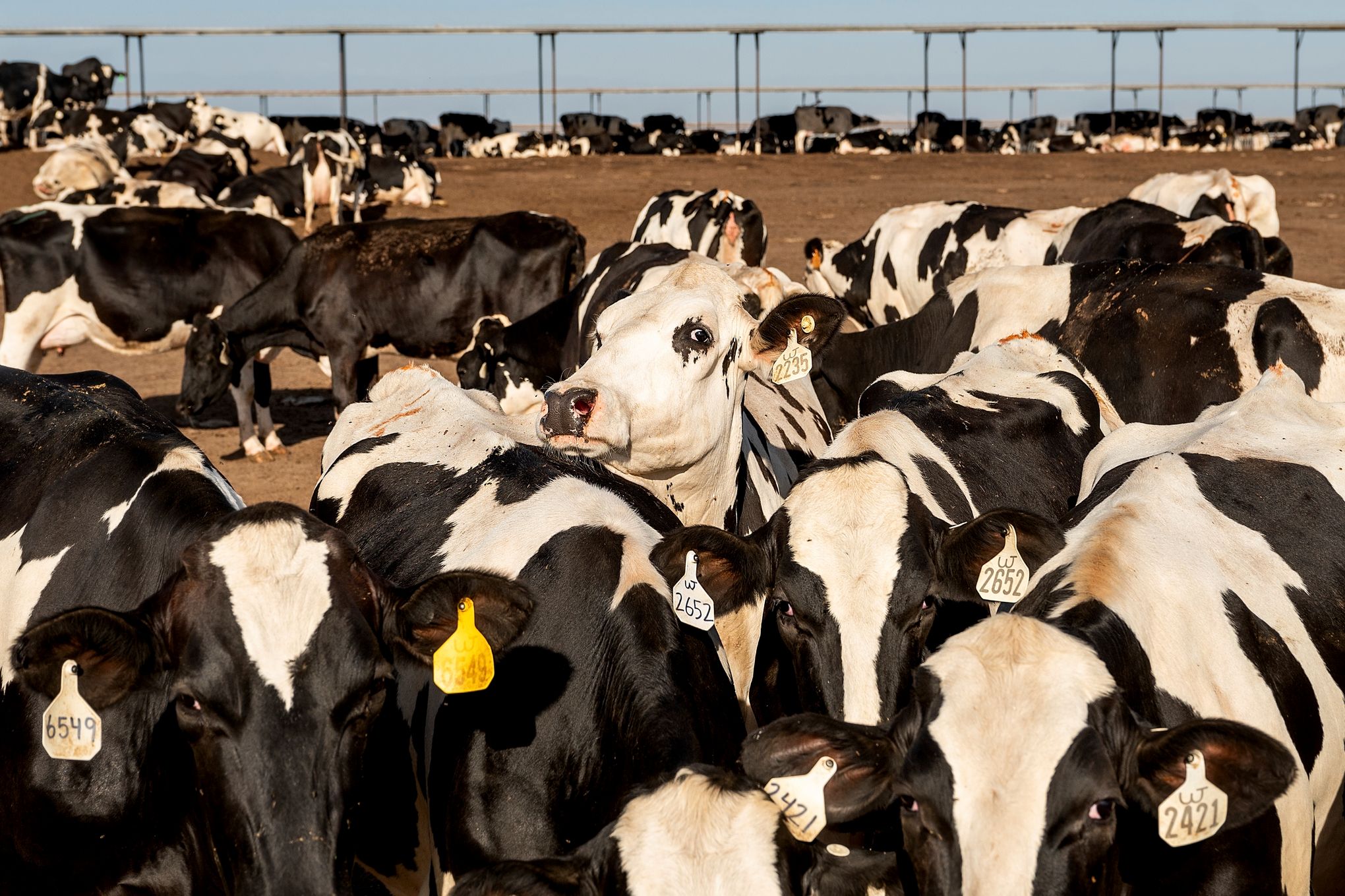 Push to turn cow manure to fuel may put communities at risk | The Seattle  Times