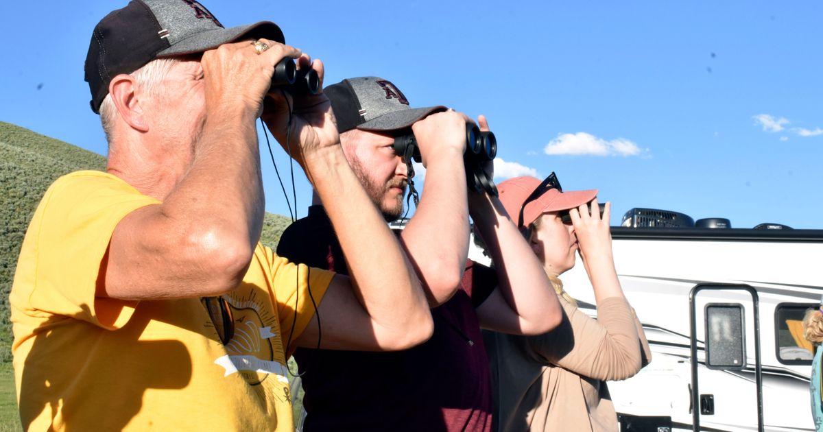 Move over grizzlies and wolves: Yellowstone visitors hope to catch a glimpse of rare white buffalo