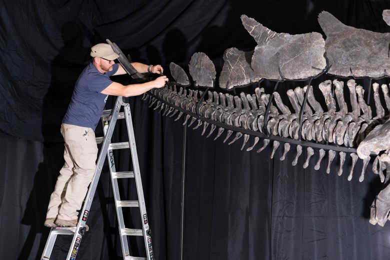 Apex, the Largest Stegosaurus Fossil Ever Found, Heads to Auction | The  Seattle Times