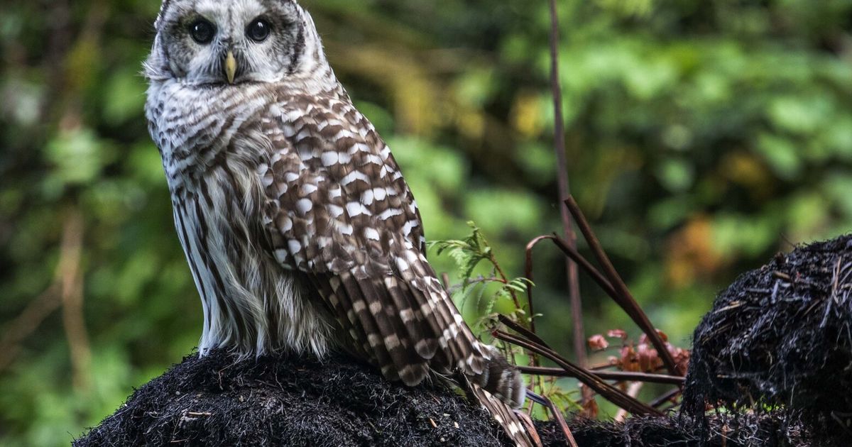 Feds draw up final plan to kill hundreds of thousands of barred owls in ...