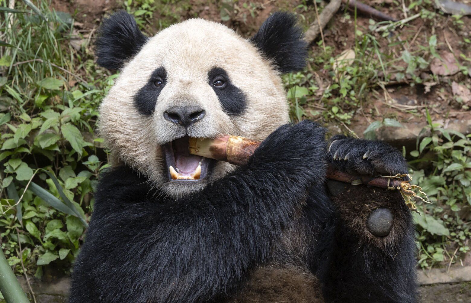 Pair of giant pandas from China acclimating to new home at San