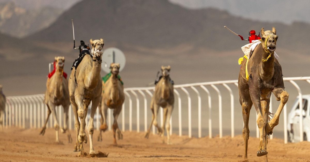 featured image thumbnail for post How Swizz Beatz Climbed to the Top of Saudi Arabias Camel Racing Scene