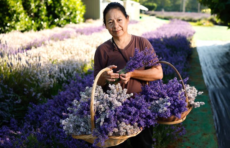 Ivy Cheung, owner and farmer of Snofalls Lavender Farm, in Fall City on Wednesday, July 10, 2024. Cheung owns lavender fields and grows bouquets, but the majority of her efforts is using a distiller to make oils. The lavender essential oil industry has boomed in the last decade.