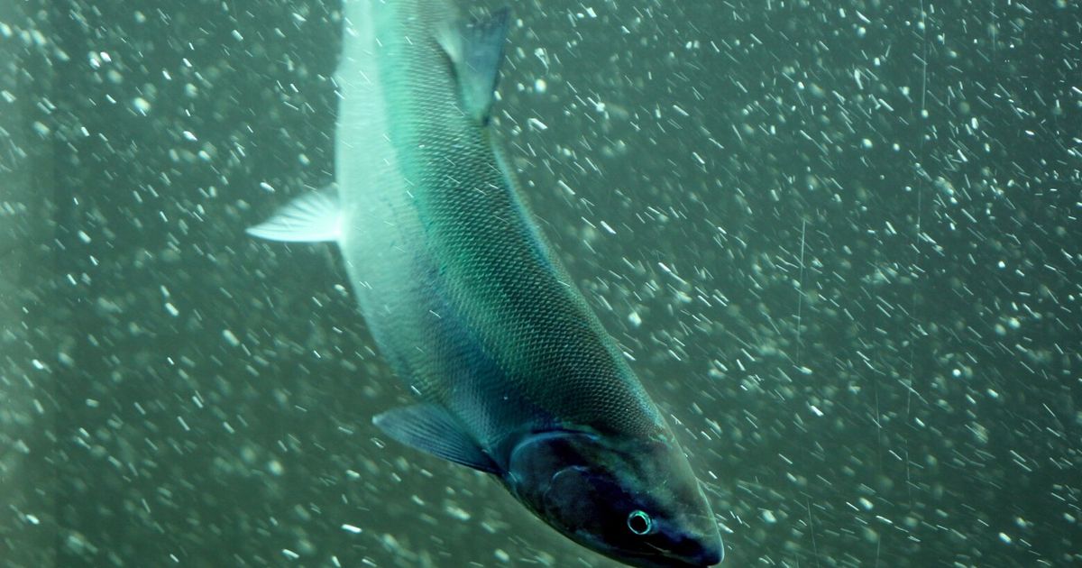 Want to fish Skagit River sockeye salmon? You have a few extra days