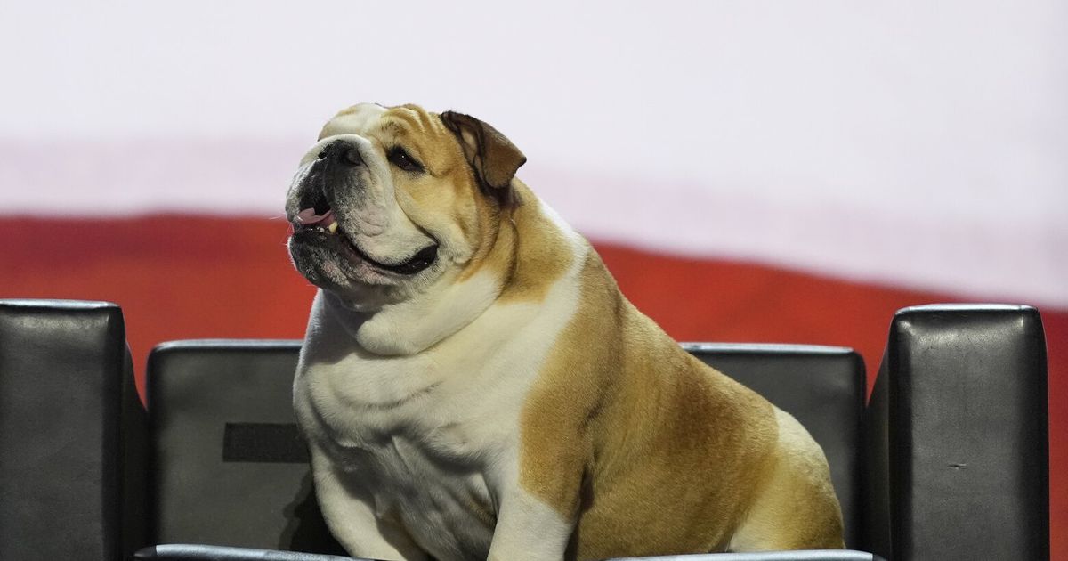 West Virginia governor’s bulldog gets her own bobblehead after GOP ...