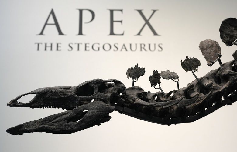 Part of a stegosaurus skeleton is displayed at Sotheby’s New York in New York, Wednesday, July 10, 2024. (AP Photo/Pamela Smith) NYPS104 NYPS104