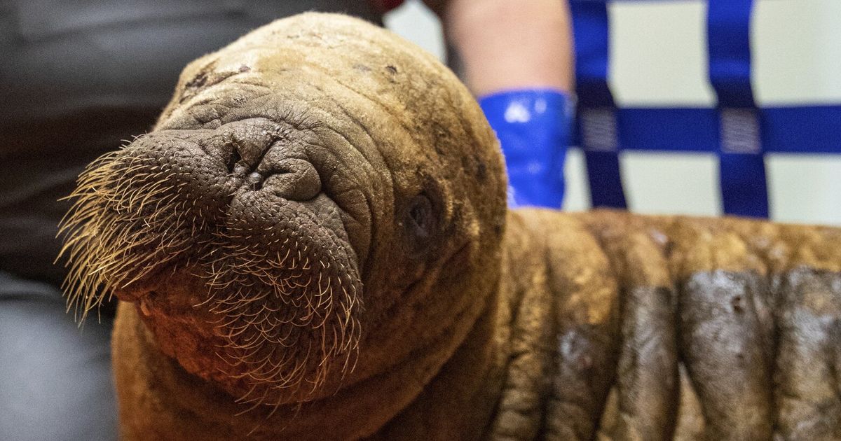 Rescued walrus calf ‘sassy’ and alert after seemingly being left by her ...