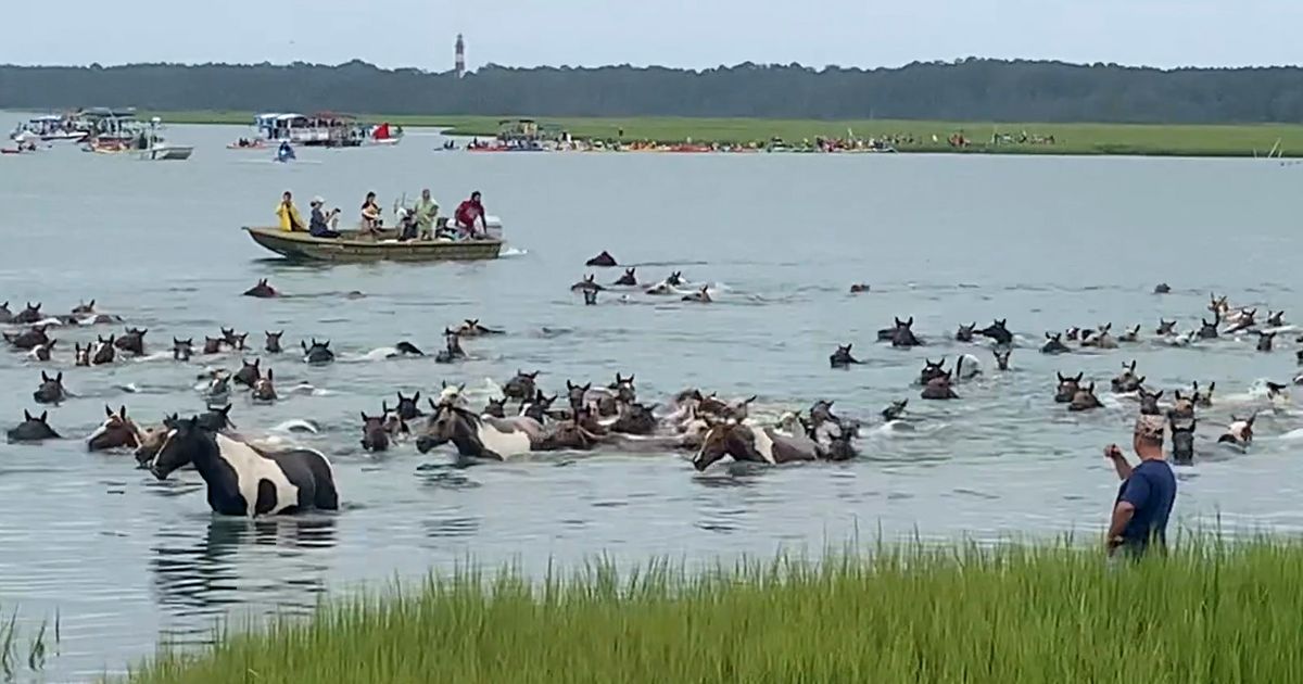 Thousands watch Chincoteague wild ponies complete 99th annual swim in ...