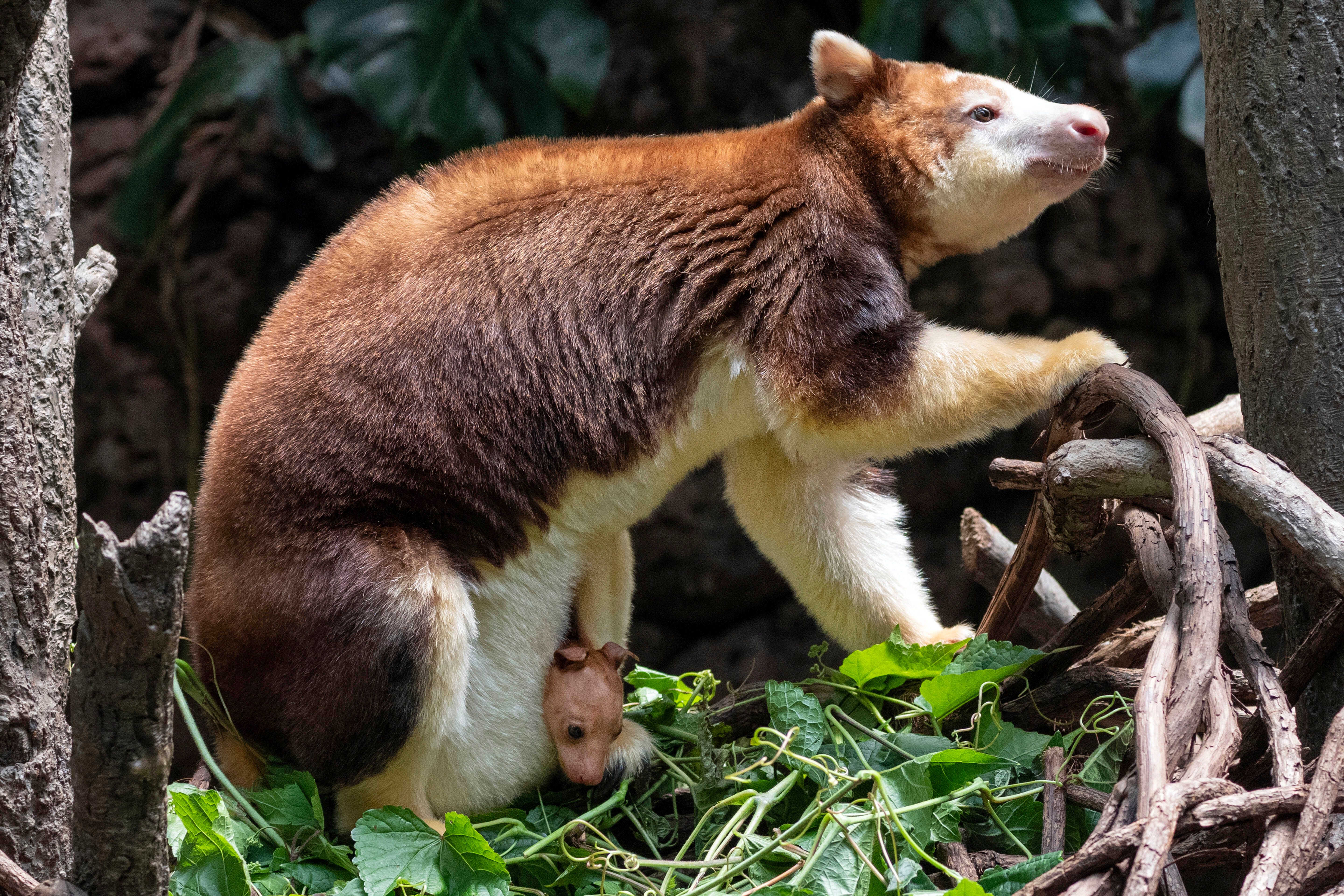 A 7-month-old tree kangaroo peeked out of its mom's pouch at the