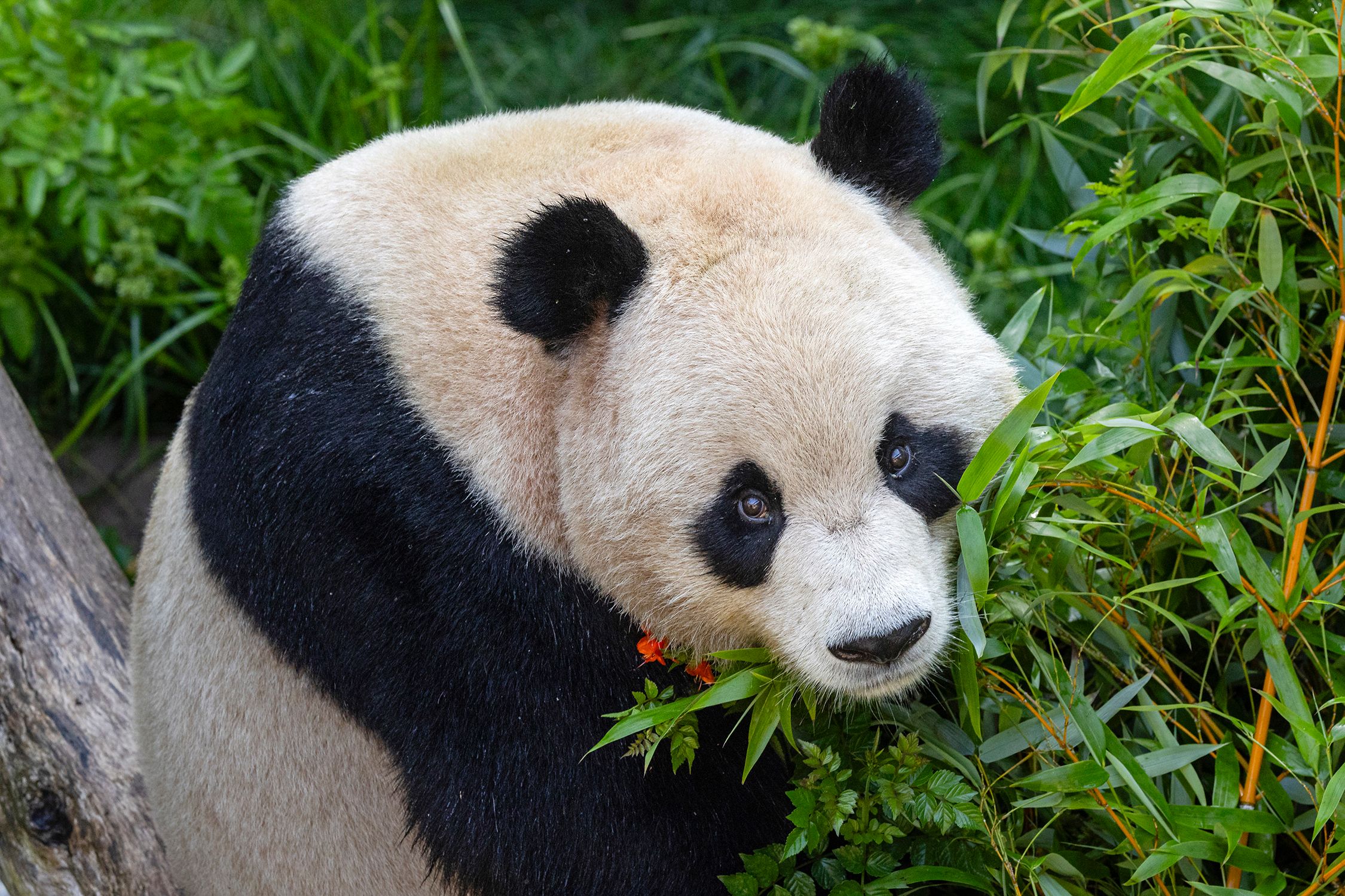 Pair of giant pandas from China acclimating to new home at San