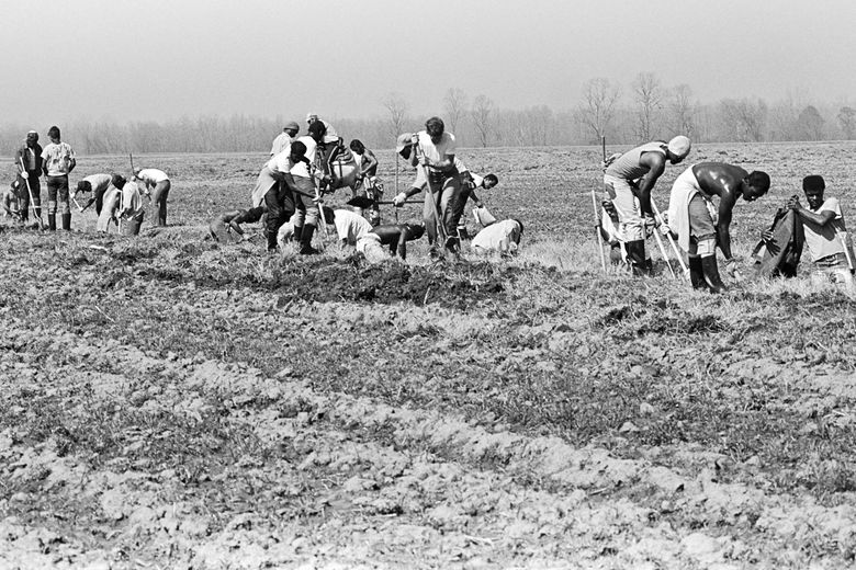 black slaves working in fields