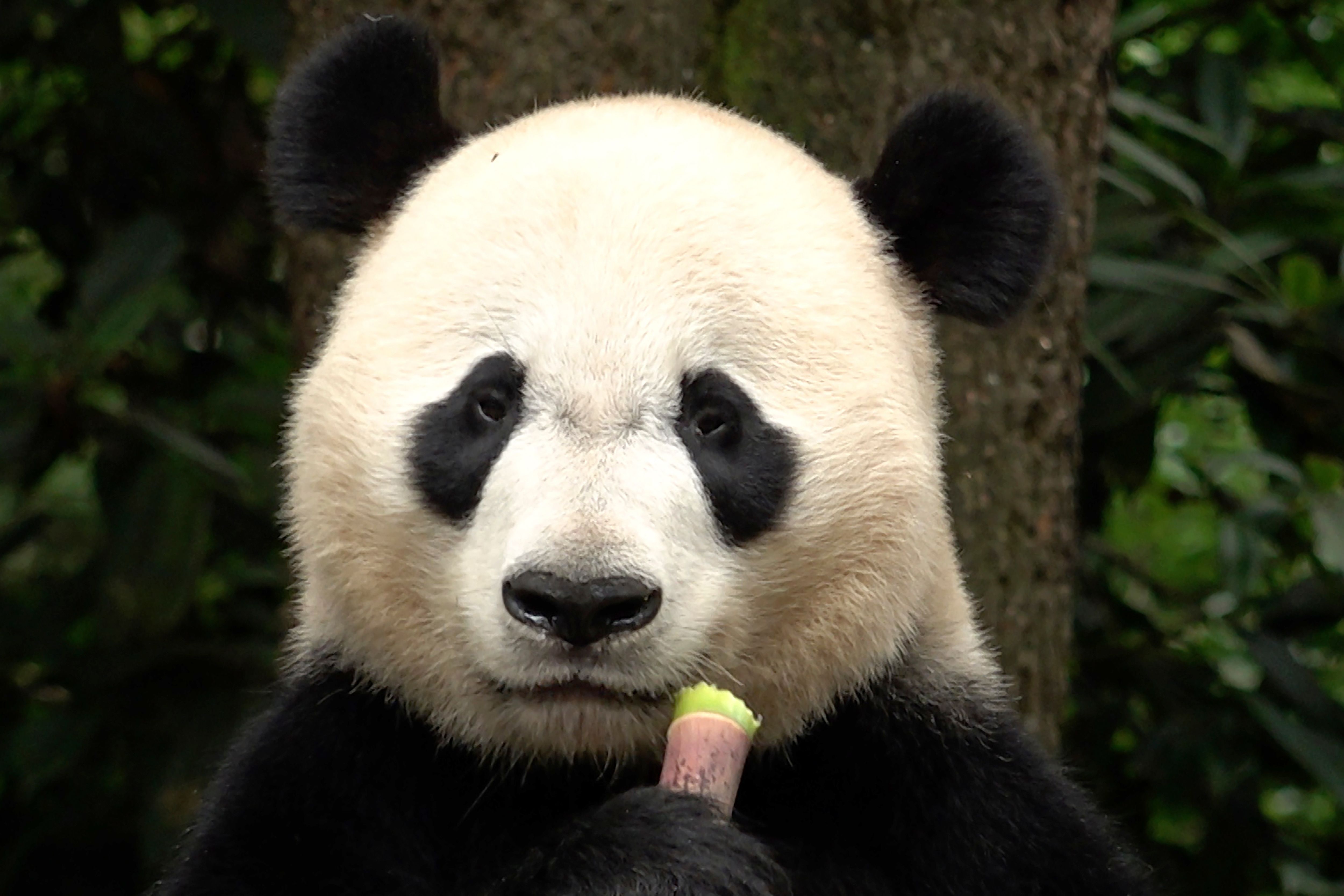 The winner in China's panda diplomacy: the pandas themselves | The