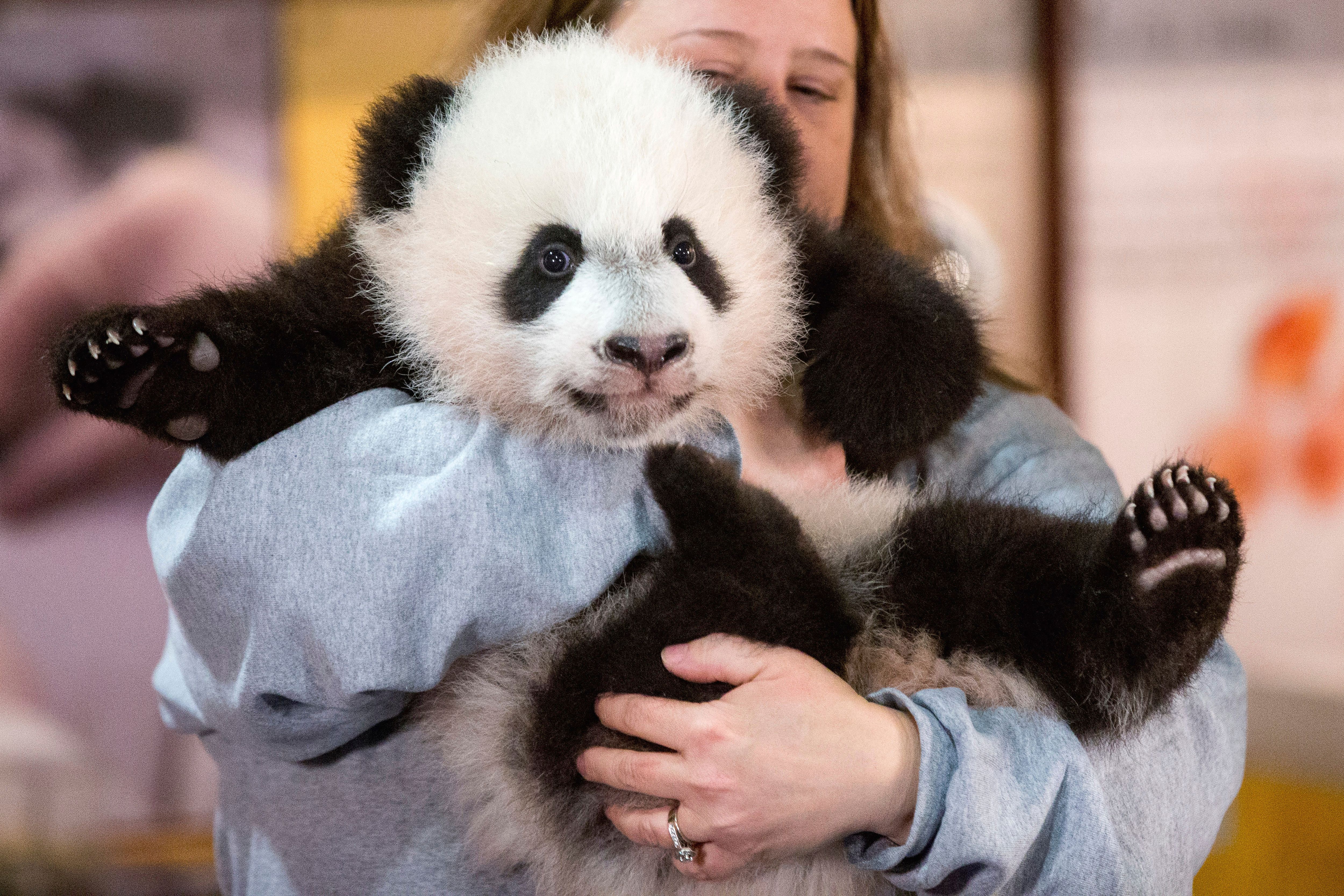 Pandaさま専用です San Diego's long-awaited panda duo will make their public debut