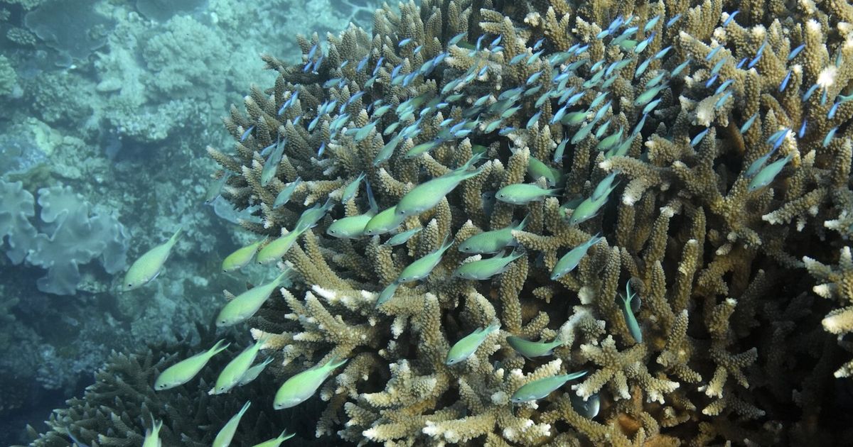 Un estudio revela que las aguas de la Gran Barrera de Coral estuvieron más calientes en 400 años durante la última década