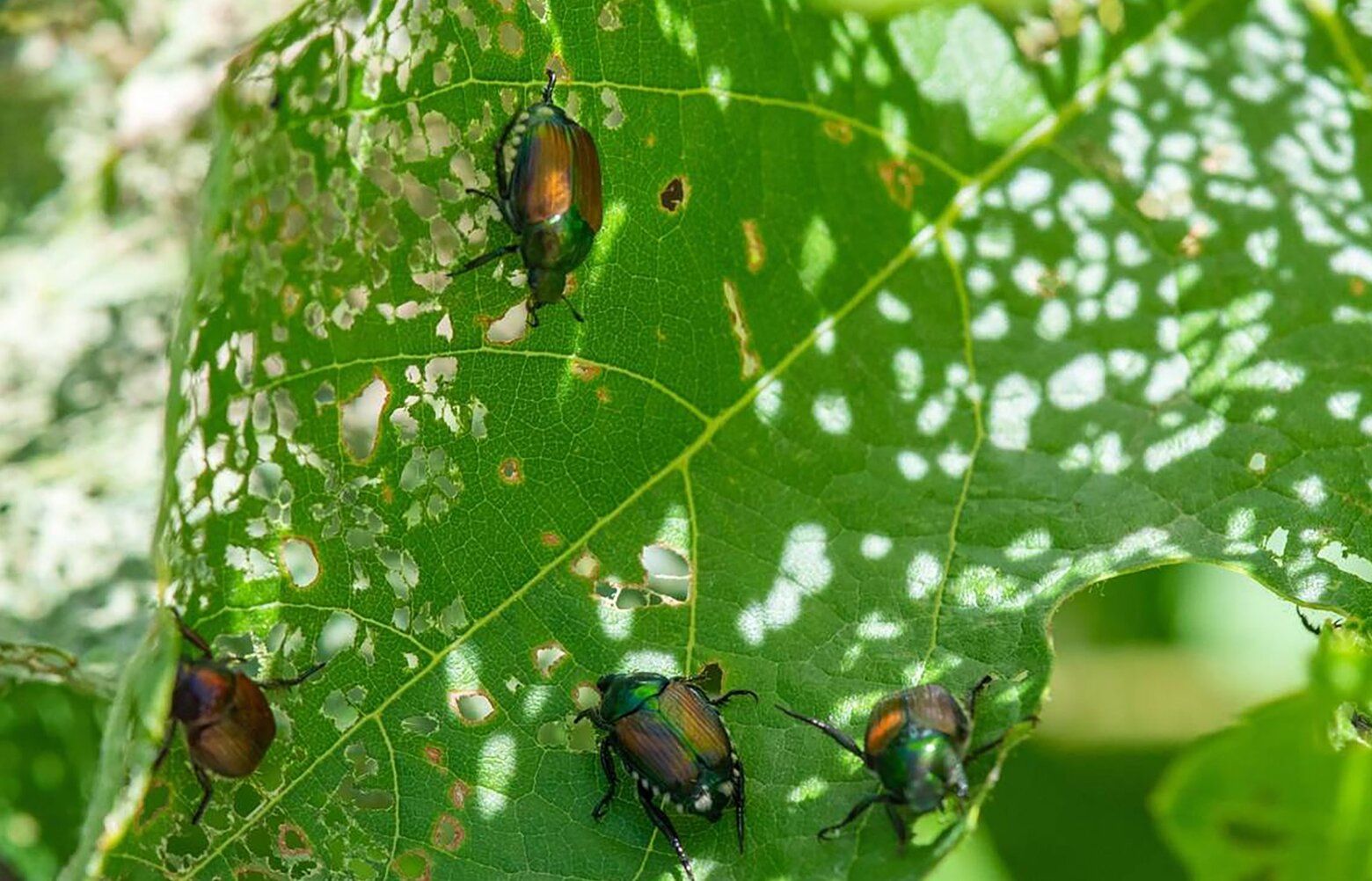 08112024_Beetles_tzr_141316.