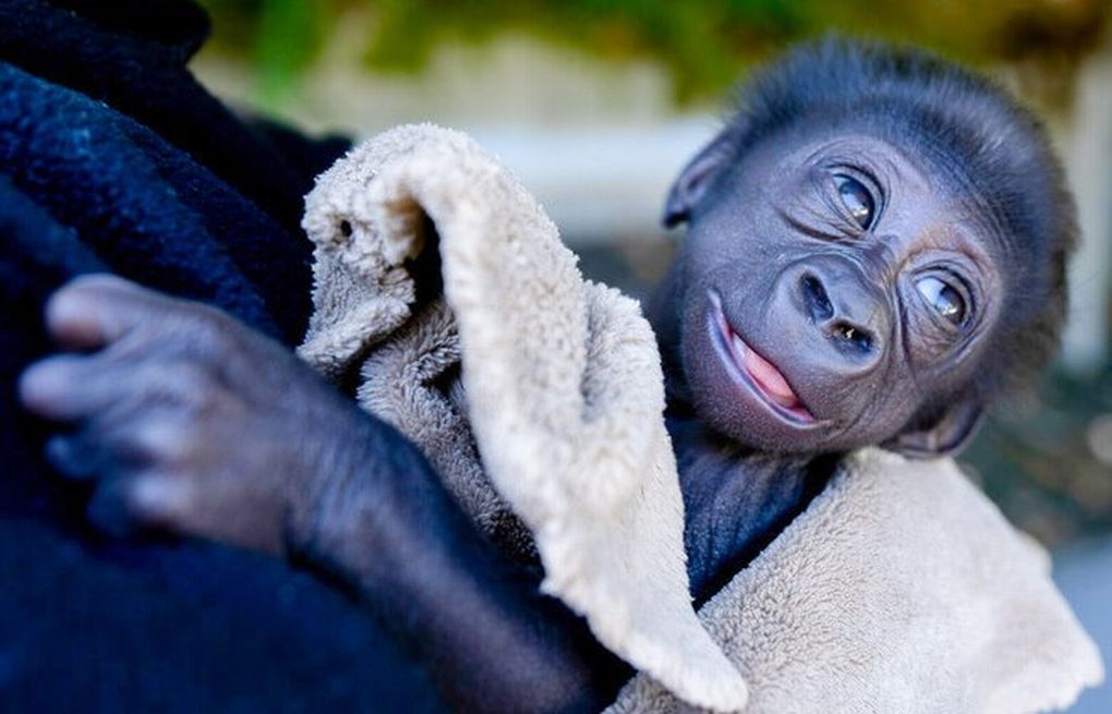 How Fast Do Baby Gorillas Grow? |  Jewel Safaris