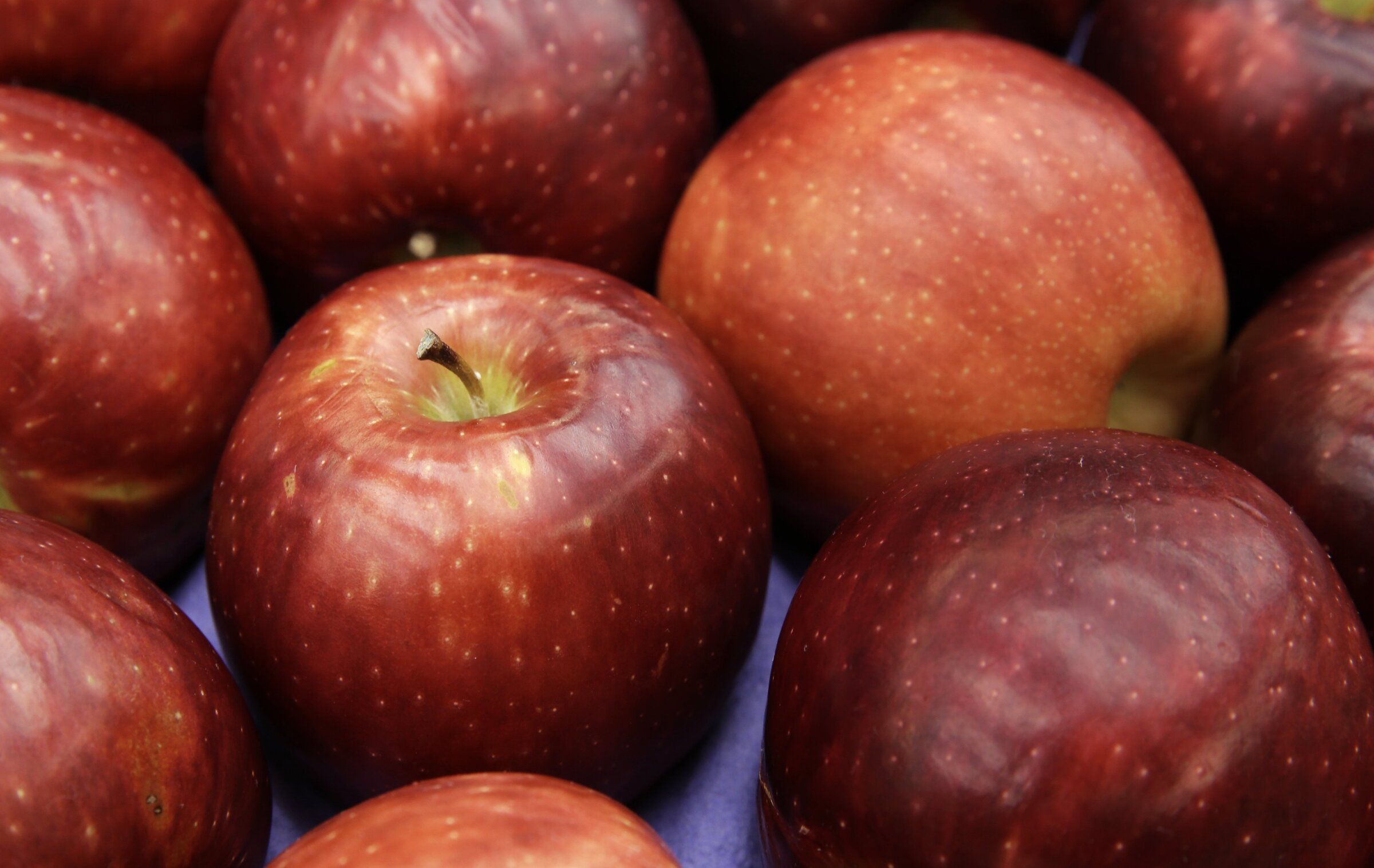 Cosmic Crisp apple production continues to grow in WA | The