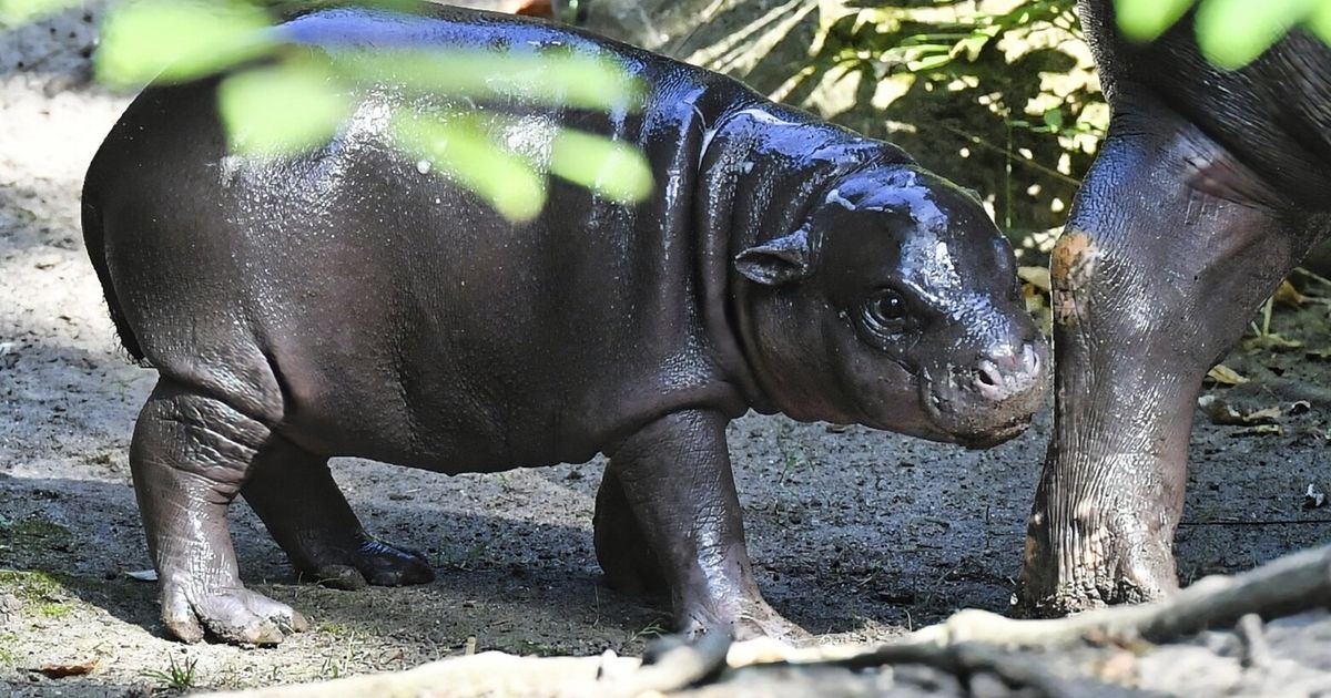 El nuevo hipopótamo pigmeo de Berlín hace su debut, con un nombre inspirado en una estrella del fútbol