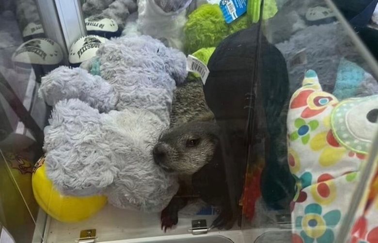 The groundhog crawled up the one-way prize dispenser to burrow in the soft toys. MUST CREDIT: Serenity Myers