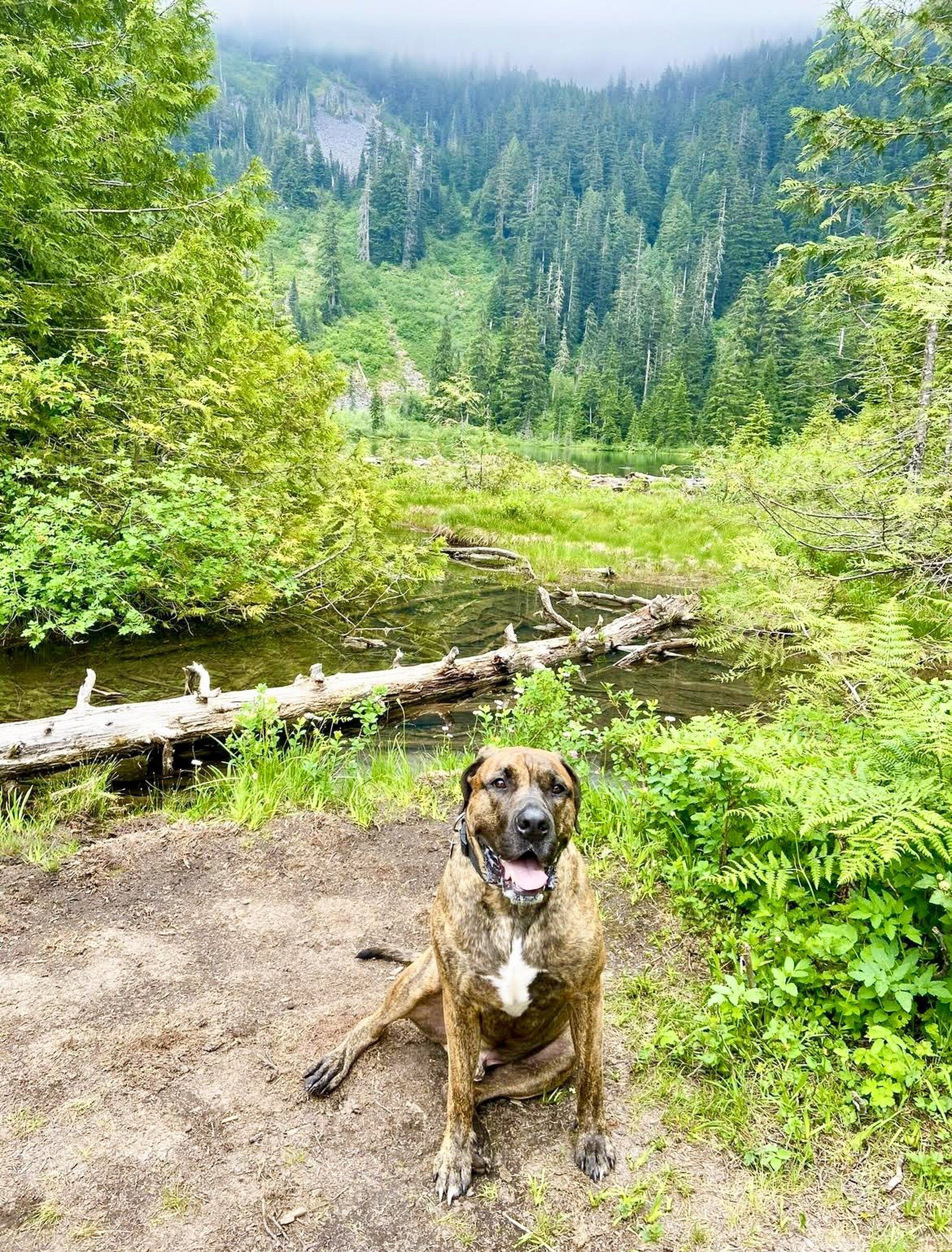 7 of the best WA hikes for dogs as told by local dog owners The Seattle Times