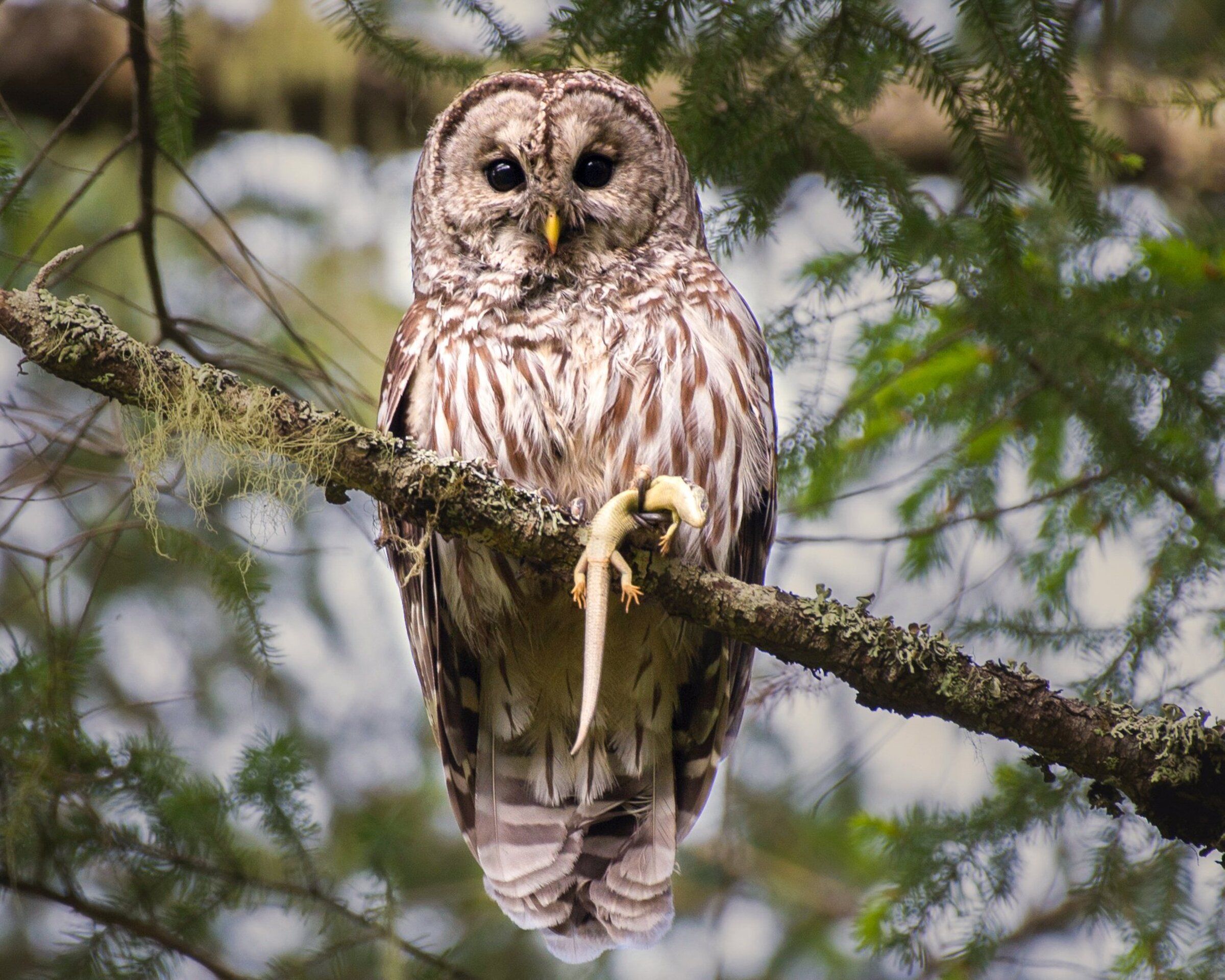 Saving the spotted owl means making hard choices about the barred