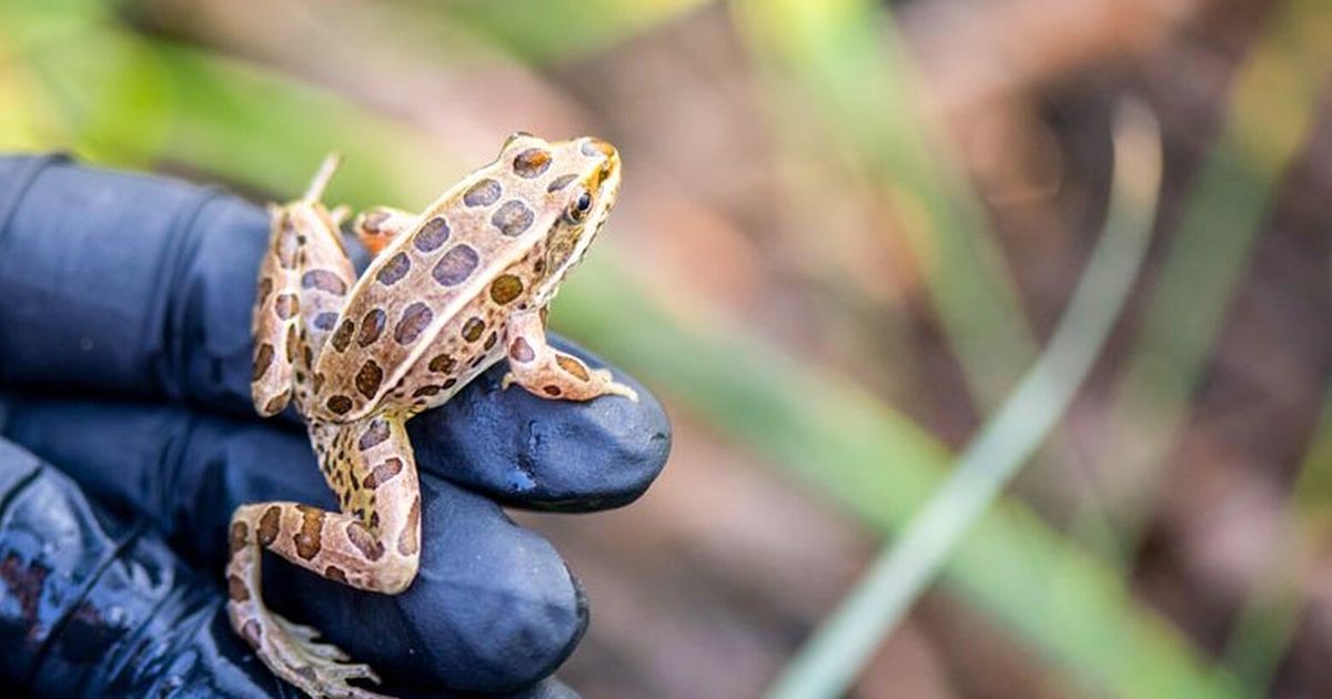 Hundreds of endangered frogs released into Central WA wildlife refuge