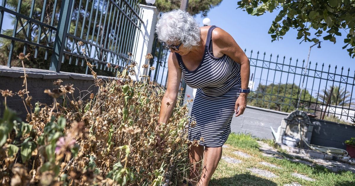 Drying lakes and thirsty trees: In drought-hit Greece, water trucks are keeping crops alive