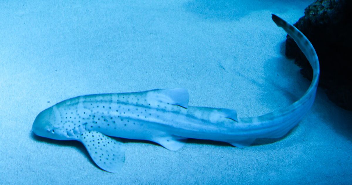 Meet the star of Seattle Aquarium’s new Ocean Pavilion