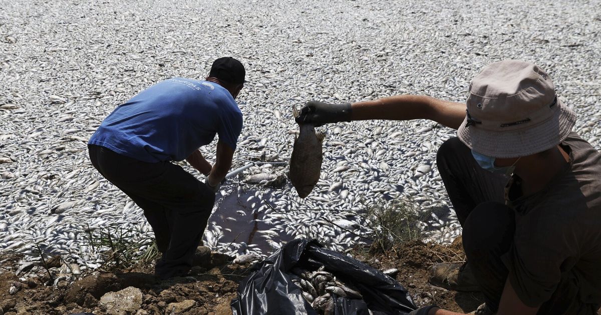 Over 100 tons of dead fish collect at Greek port after climate-related mass die-off