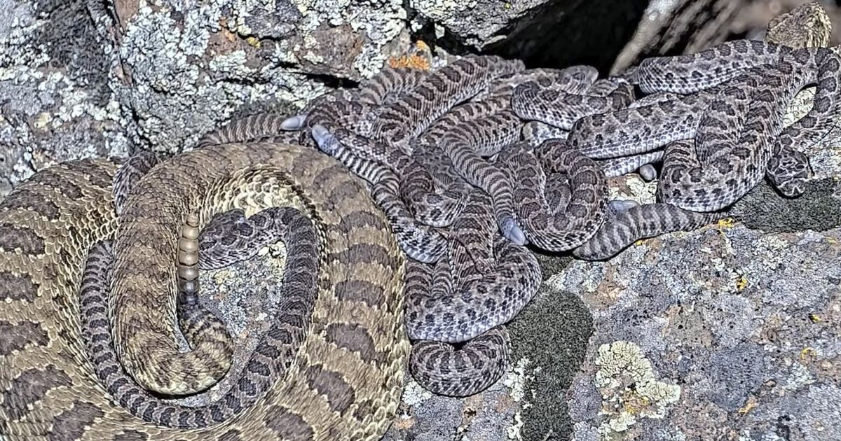 Newborn rattlesnakes at a Colorado ‘mega den’ are making their live debut